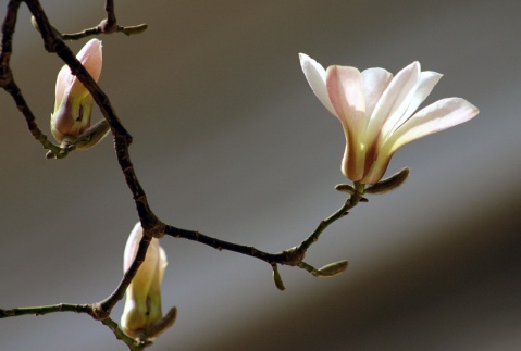 木兰花:花木兰,清香纯美,心情美丽身体安康