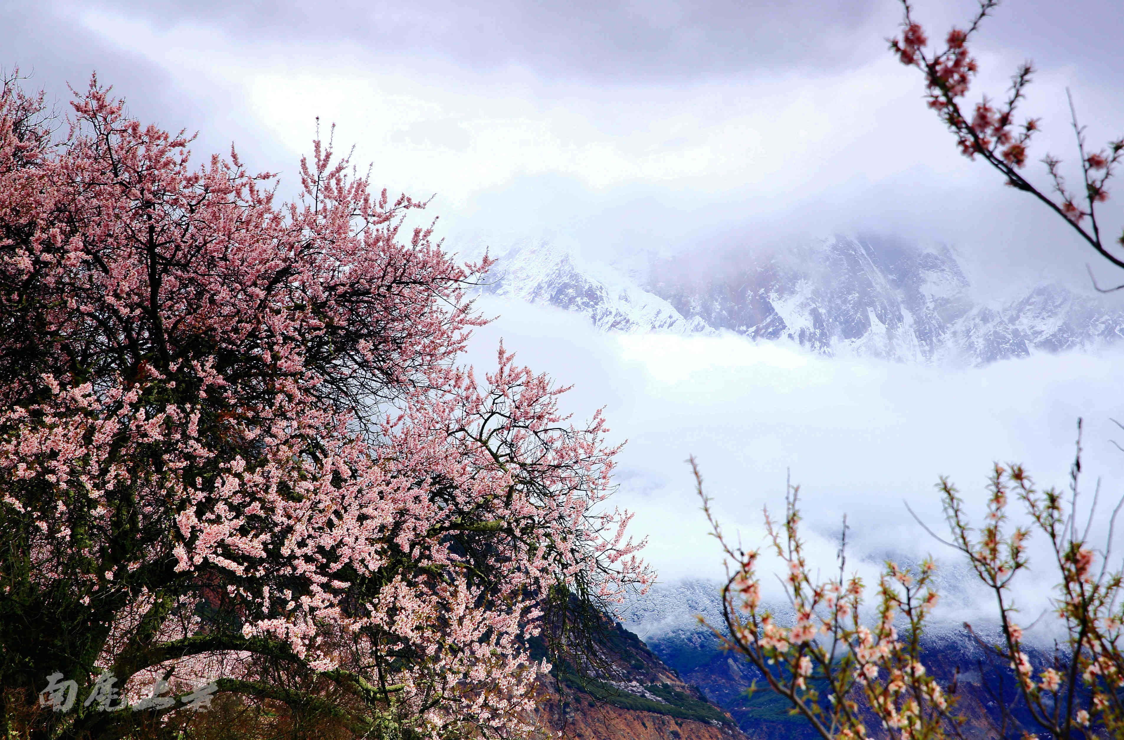 3月份峡谷里桃花盛开时,在南迦巴瓦最好的观景位置索松村,常常也是