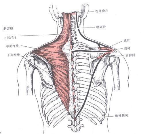 肌肉功能:肌肉作用 使肩胛骨向脊柱靠拢(肩带缩回),上束上提肩胛骨