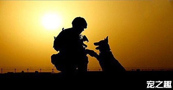 有一种感情——军人与军犬!