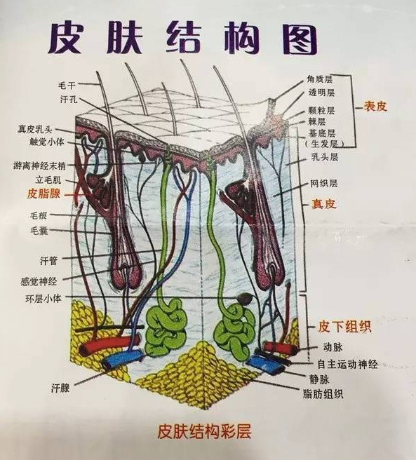 皮肤敏感容易过敏,红血丝原来都是角质层惹的祸