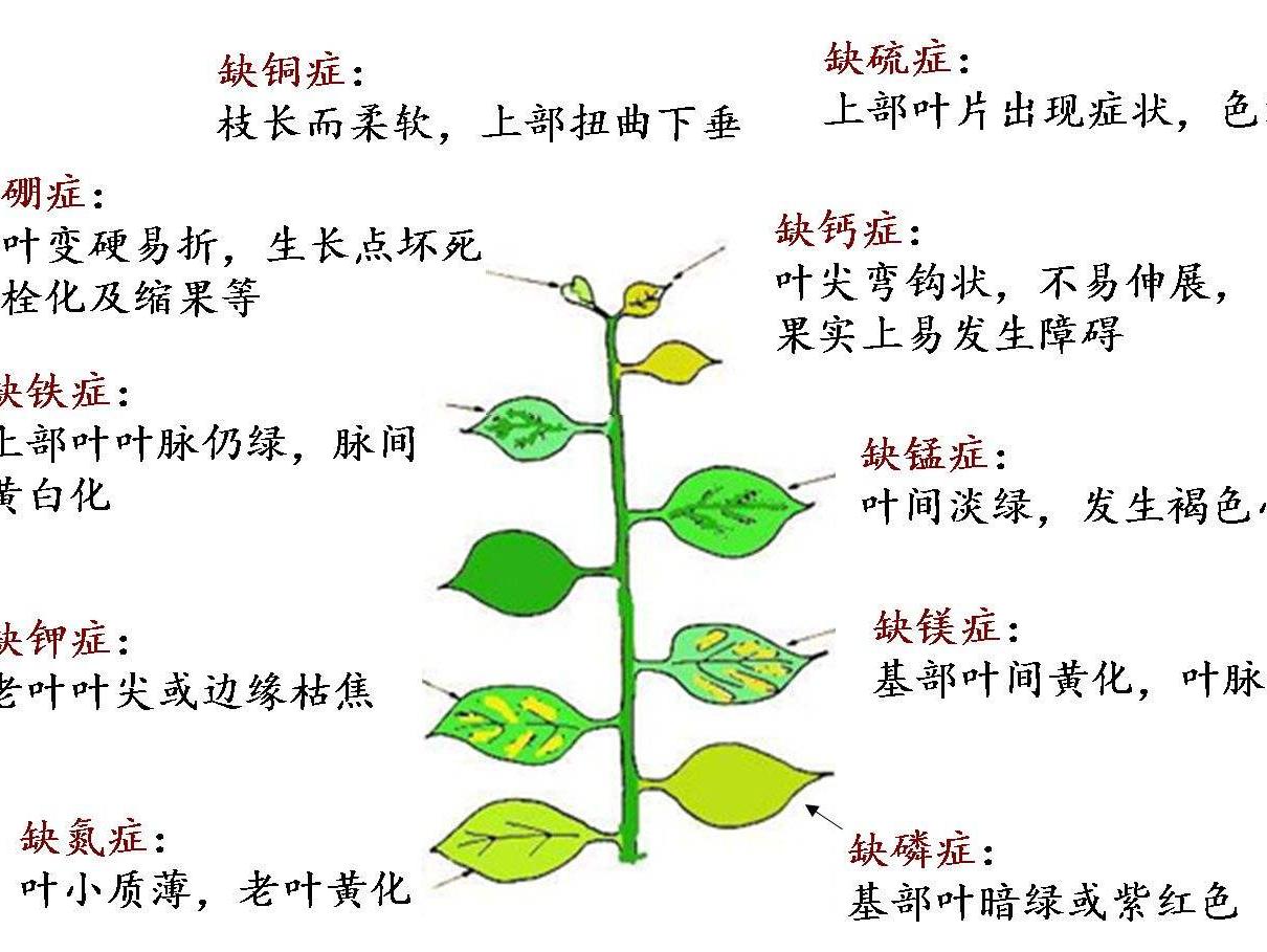 植物生长所必须的大量中量微量元素详解