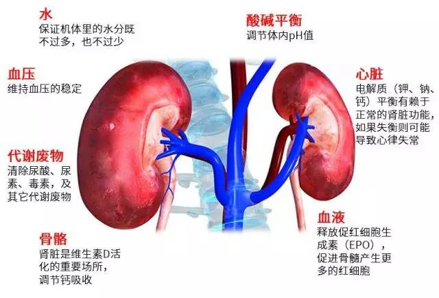 如何提高肾脏的排毒功能