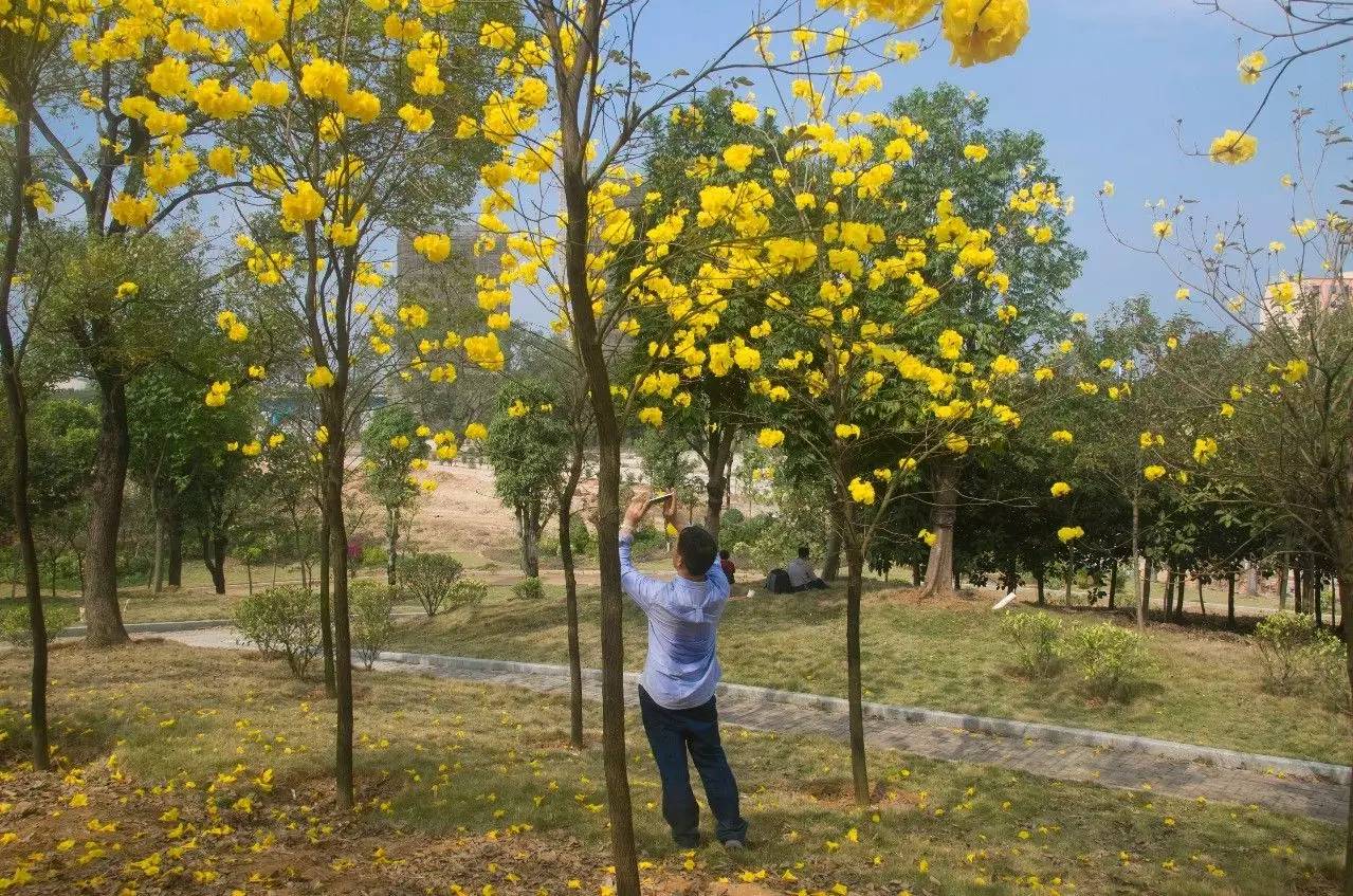 南宁黄花木风铃都开啦已经黄遍整个小山坡现在出发美哭