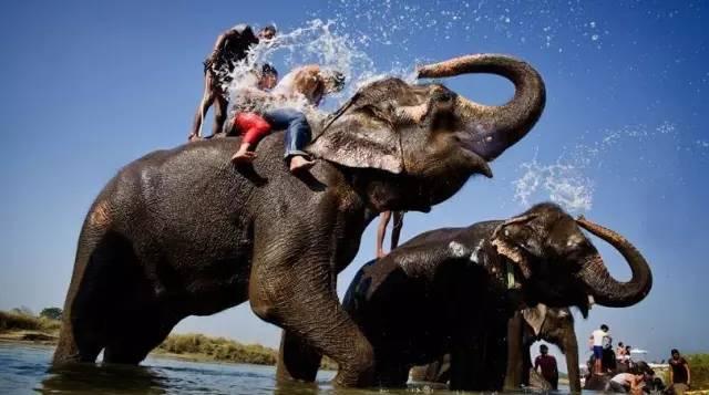 痛心!去东南亚旅游,我绝不去骑大象!