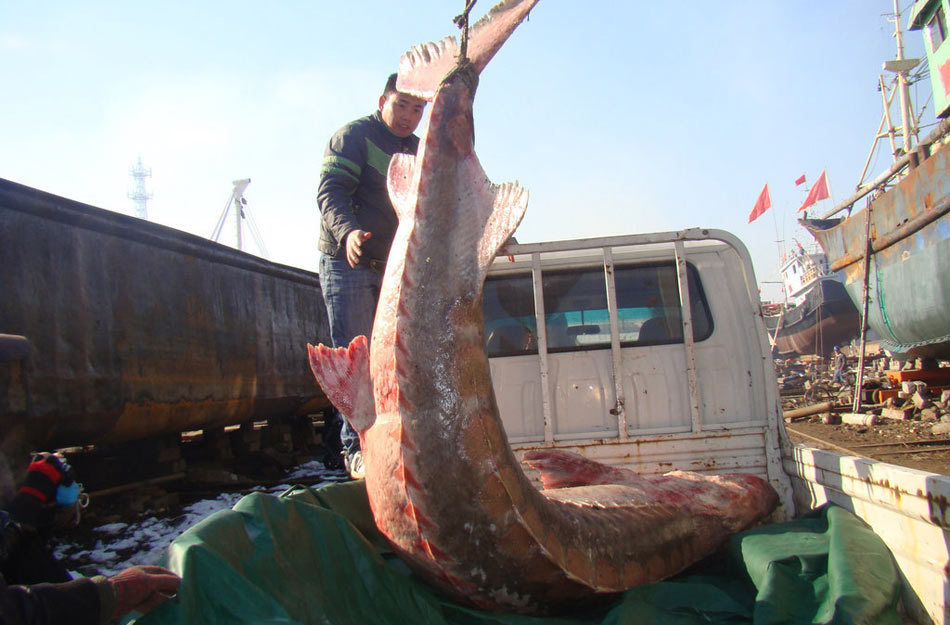 图为被误埔死亡的中华鲟,该条中华鲟鱼已移交浙江自然博物馆保存.