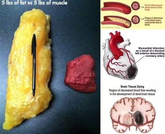 (5磅脂肪与5磅肌肉体积对比)