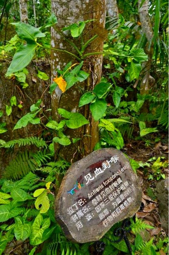 过江龙 这里很多的植物都会有标识,告诉大家这些是什么,比上课还过瘾.