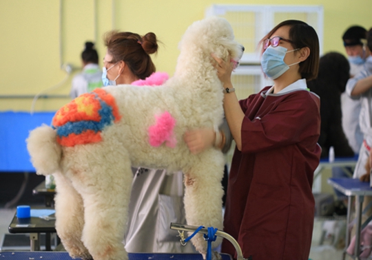 宠物美容学校排名_宠物美容图片