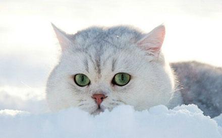 雪地里发现一只胖猫,这脸真的很圆润!