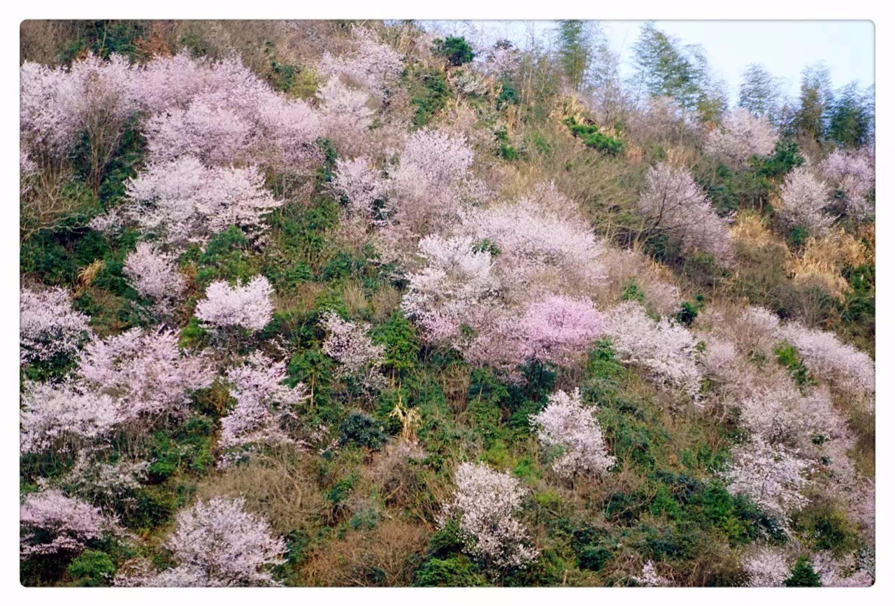 四海八荒去哪儿看樱花?三都八亩丘"十里樱花,分分钟美哭你!