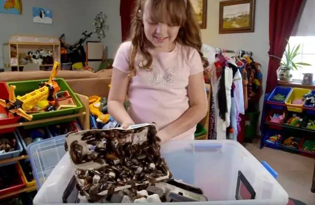 9岁女孩养了7000只蟑螂!最爱身上被蟑螂爬满