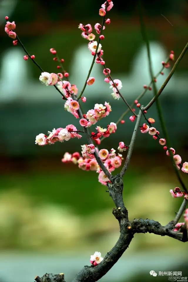 在荆州东门,腊梅花开满枝头,芬芳馥郁.