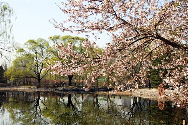 玉渊潭公园位于北京海淀区,每年樱花绽放时都会举行樱花节,大概在