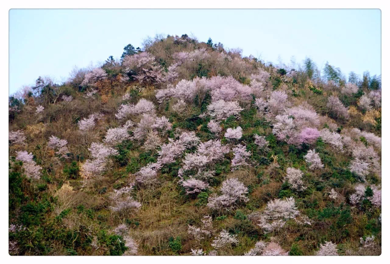 四海八荒去哪儿看樱花?三都八亩丘"十里樱花,分分钟美哭你!