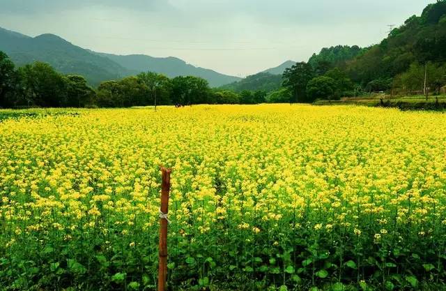 南埕村近百亩的油菜花迎春盛开,金黄的油菜花与田间小路,乡村公路交织