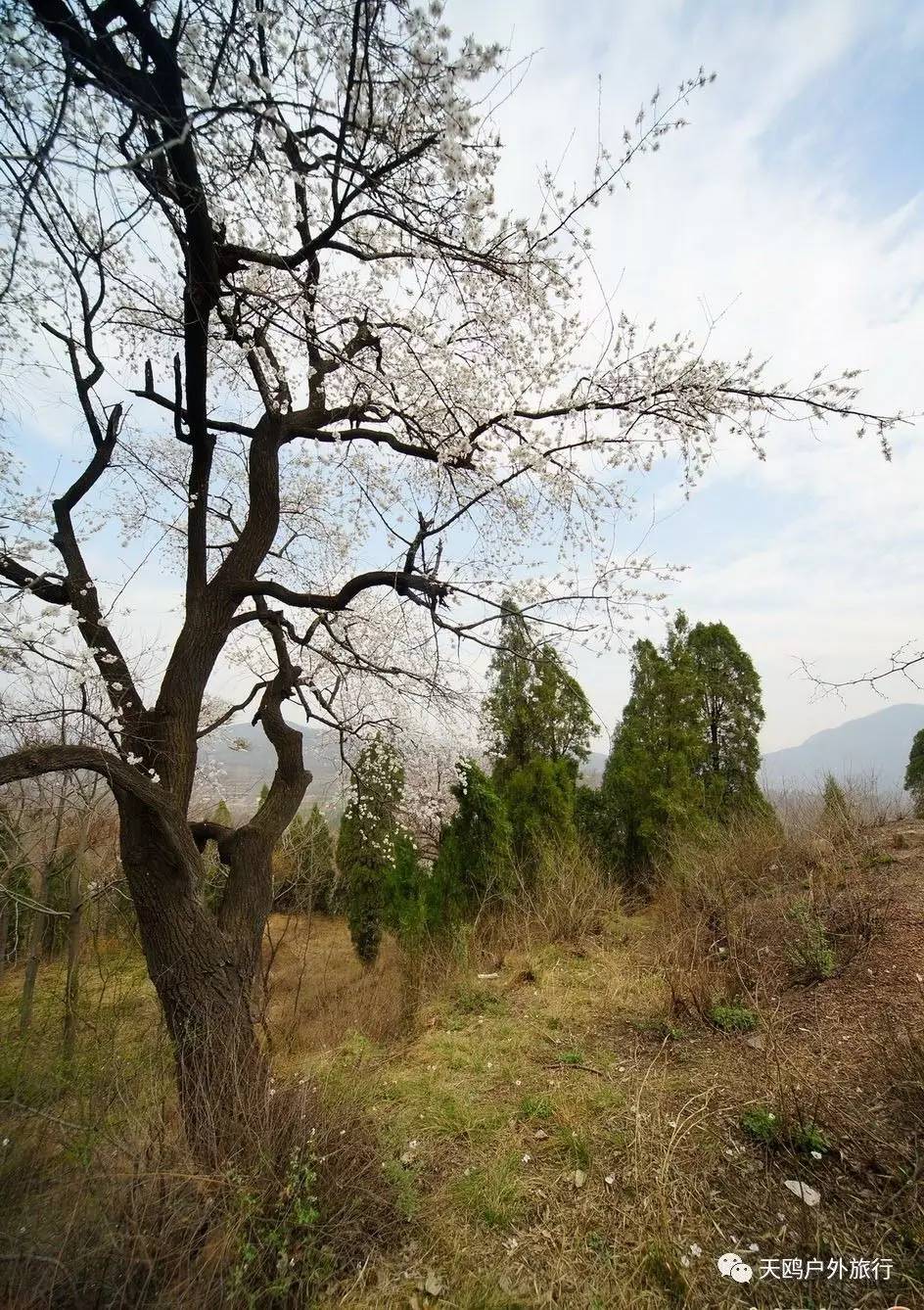 每年3月,新密市尖山风景区10万余株野生杏树竞相吐蕊.