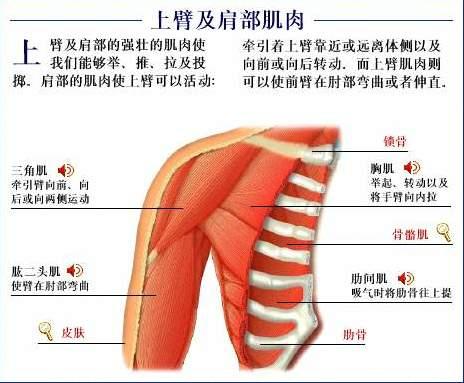 膝关节疼痛 肩关节损伤康复方法