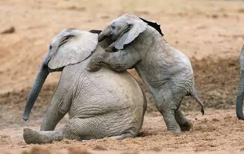 这才是大象们真正的样子!