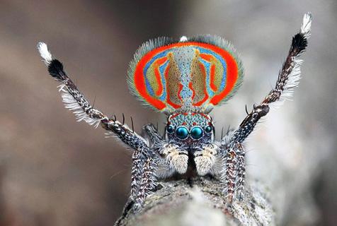 孔雀蜘蛛 - 世界上最美丽的蜘蛛