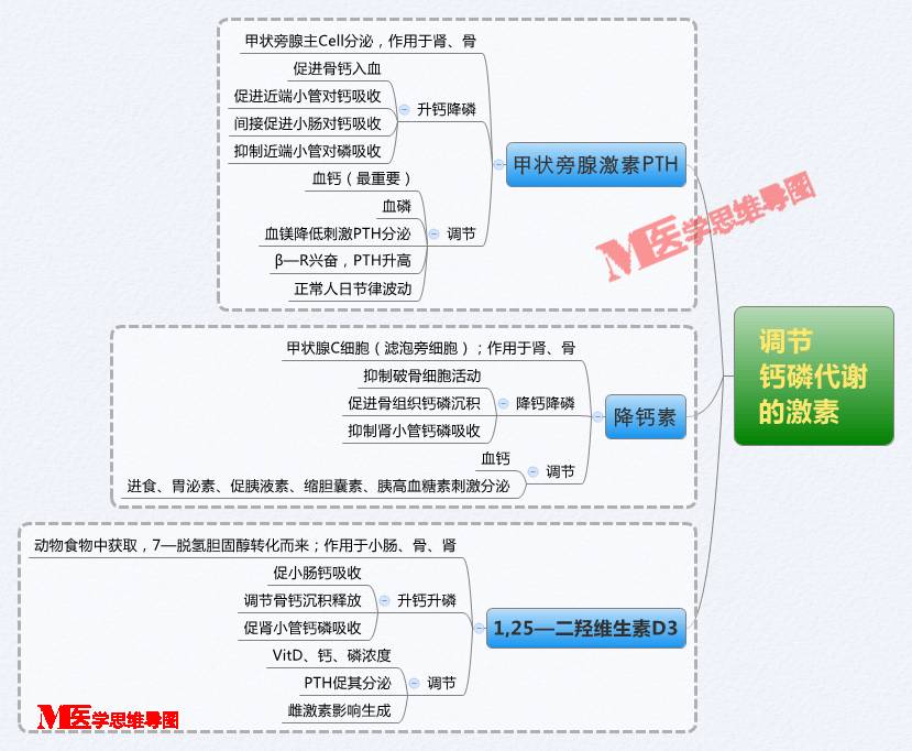 思维导图丨激素调节钙磷代谢