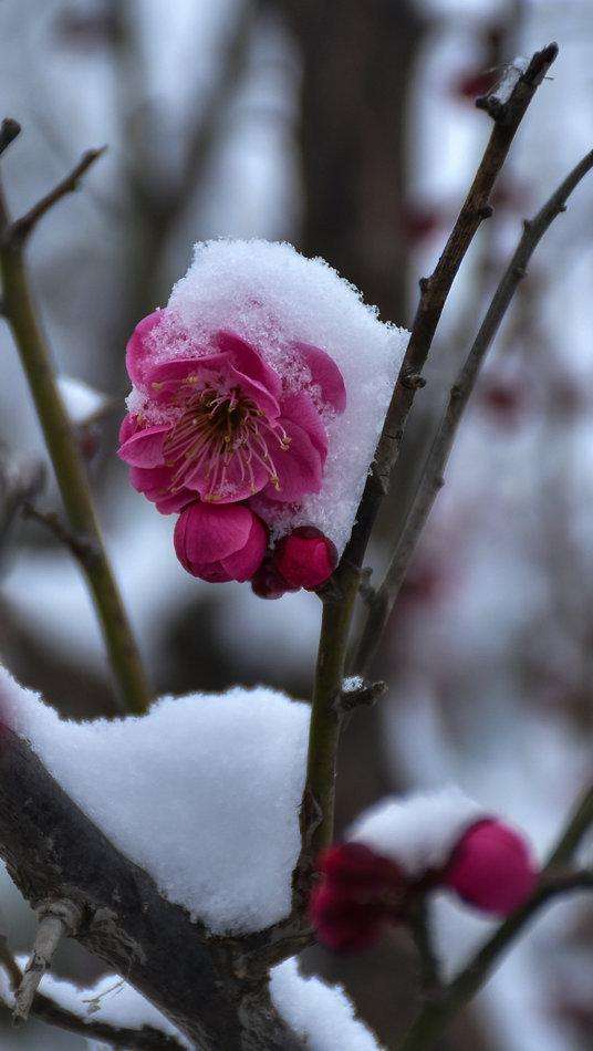 陈治平摄影专栏|雪落梅花花更美