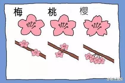 看了这张图,这个时节最常见的三种花:梅花,桃花,樱花,你应该就能分清