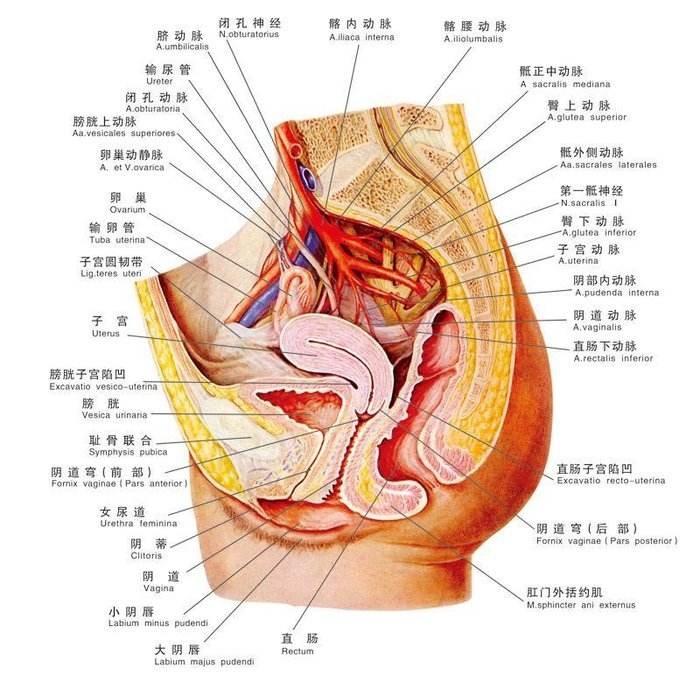 首先是子宫的原因,子宫在盆腔内挤压直肠,直肠的弯曲度增大,导致粪便