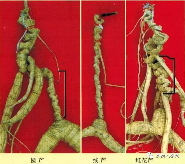 最详细介绍冒充野生人参的种类,如何挑一苗野山参