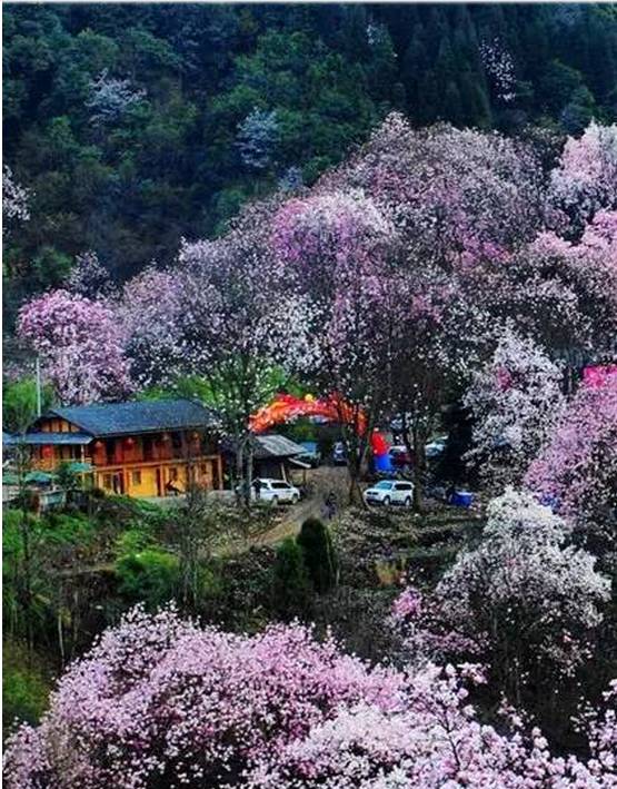 四川绵阳辛夷花