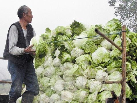 村民看着地窖里卖不出去的大白菜很发愁