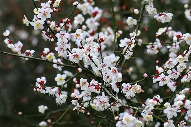 清泉镇 大邑:李花,梅花 地址:大邑县雾山乡大坪村 龙泉驿:桃花 地址