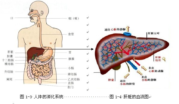 肝的位置图片