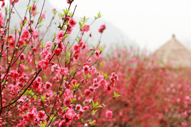 《三生三世十里桃花》的风景,深圳出发一小时