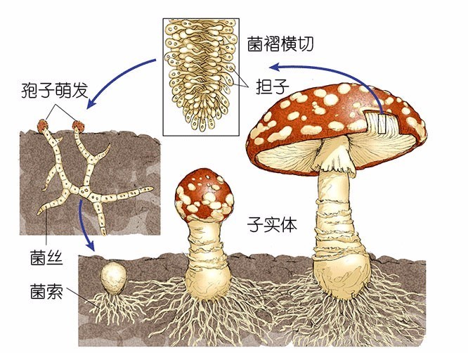 蘑菇的生活史 人工种植蘑菇的时候,其实也就是模拟蘑菇生活所需要的