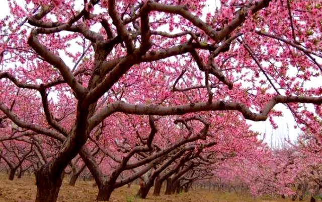 张家港凤凰镇,在张家港鸷山脚下的千亩桃园,每年春天桃花竞相开放