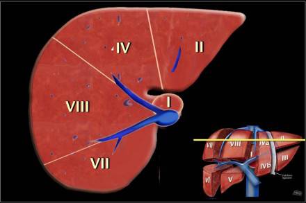 这份肝脏解剖图解,不收藏就亏了!