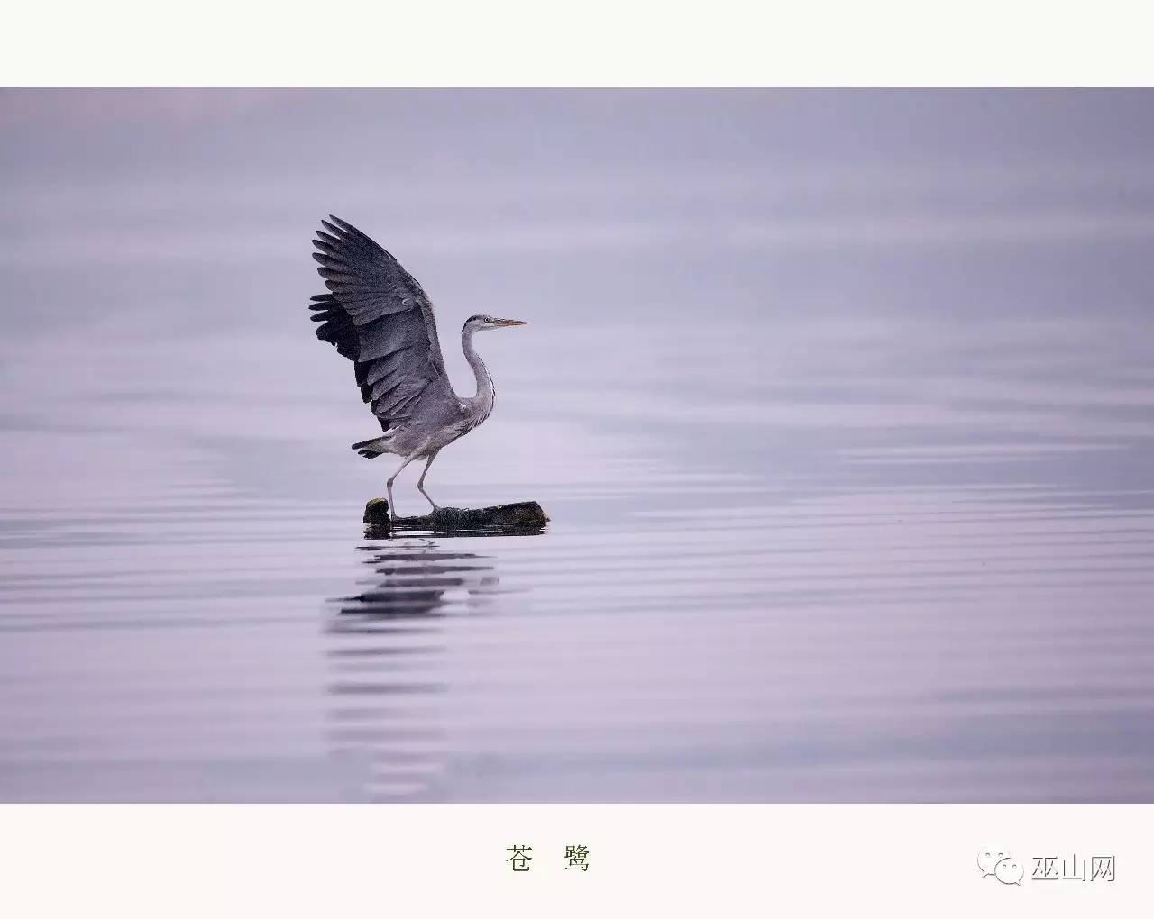 苍鹭飞翔姿势十分优美,你看它纤细柔美的身段,伸着两条长长的美腿,在