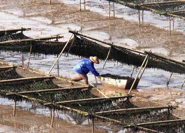 紫菜最适宜的生长温度是23℃左右,采割后还能继续生长.