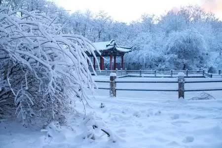 特荐丨我爱北方的雪(孙丽颖/文)