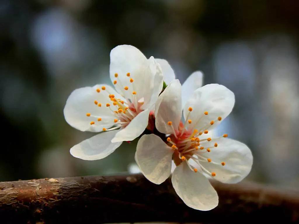 山桃花