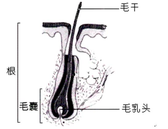 白发怎么办