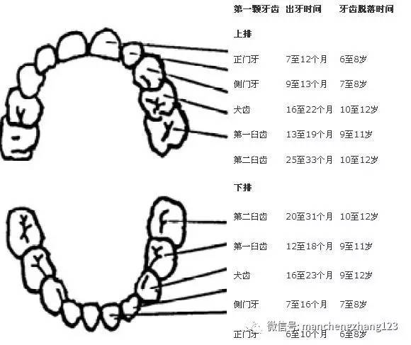 平均来讲,孩子6个月前后开始长牙,6岁进入换牙期,12岁才会换完所有的