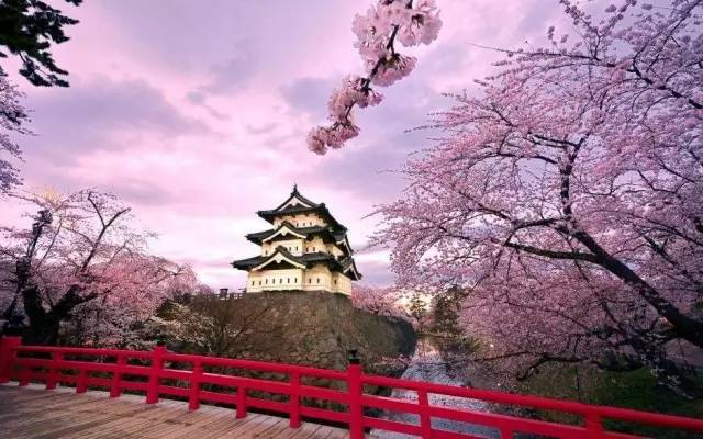 莫负春光,日本最美樱花都在这儿!一次完美的赏