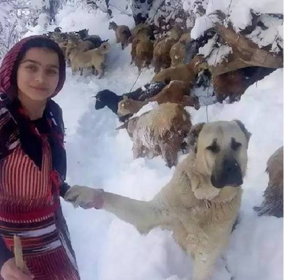 在土耳其放羊 冰天雪地里这只牧羊犬帮了大忙