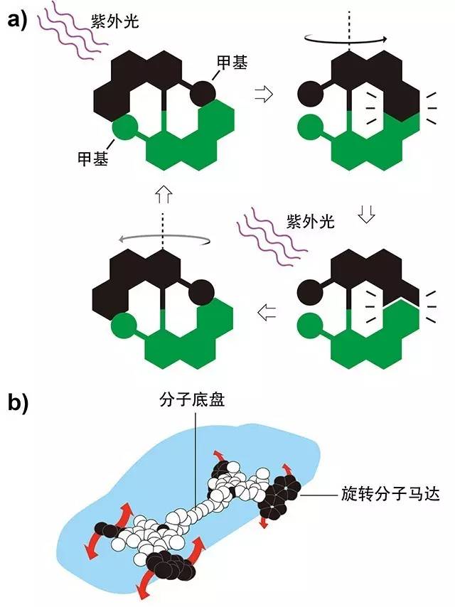 费林哈的分子马达的运转模式 (a) 以及分子车 (b).