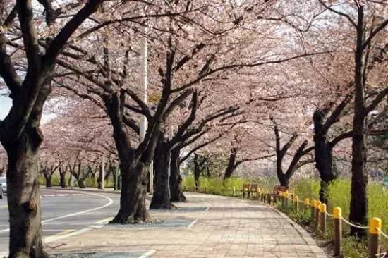 回暖的不止是天气而已,还有美景,3月韩国樱花