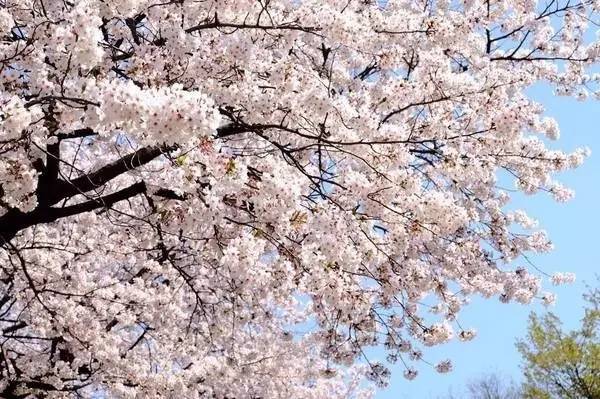 回暖的不止是天气而已,还有美景,3月韩国樱花