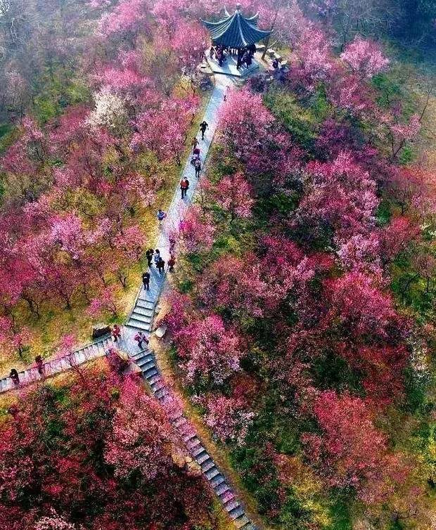 江苏这四大赏梅胜地,满山满坞,美!