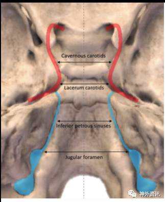 内镜下经鼻—斜坡入路至脑干腹侧的解剖学研究